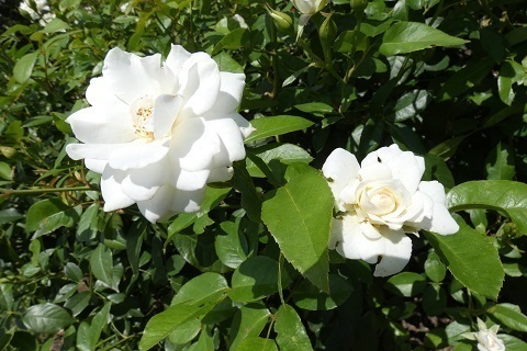P1150857.jpg